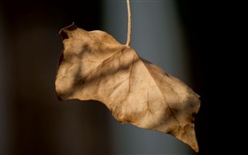 Hanging dead leaf 