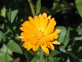 Orange Bloom