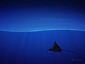 Spotted eagle ray, Aetobatus narinari