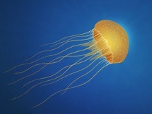 Jellyfish