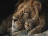 Furry Fiends