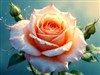 a delicate rose