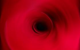 Inside a Rose