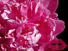 Paeonia