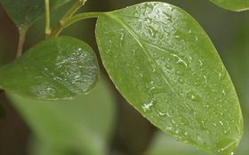 Green Leaves