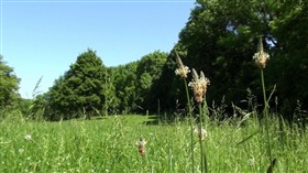 Summer Meadow