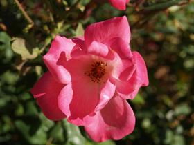 Pink Flower