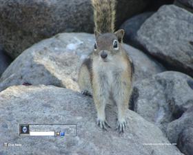 Golden Mantled Squirrel Curiosity