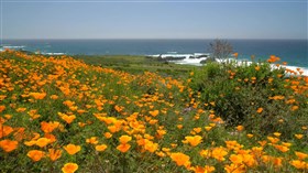 Gorgeous_California_Beach_Poppies