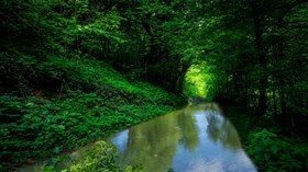 Green Forest Rain