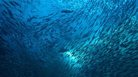 Blue Sea Life