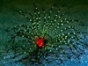 Tube Anemone at Night