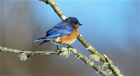 Eastern Blue Bird 2