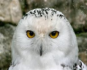 Snow Owl SS