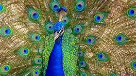 Peacock v2