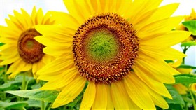 Sunflower 2 Logon