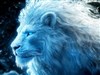 4K Ice Lion