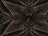 Snakebite