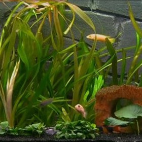 african fishtank