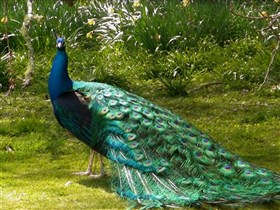 the magnificent peacock