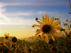 Yellow Daisy