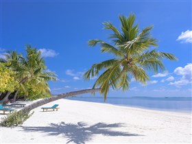 Coconut Trees On Seashore