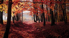Red Autumn Leaves