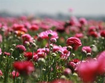 Carlsbad Flower Fields