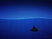 Spotted eagle ray, Aetobatus narinari