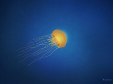 Jellyfish