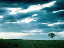 Lonely Tree II by night-fate