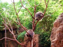 Porcupines in a tree