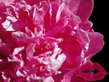 Paeonia