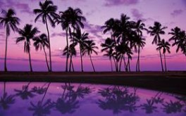 Shades of Purple - widescreen