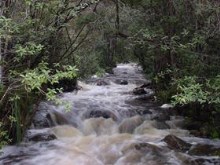 Bruny Island Stream