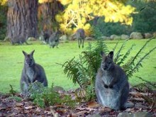 Garden Roos