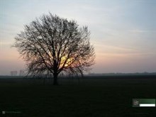Morning Sun