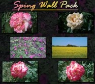 Spring Wall Pack