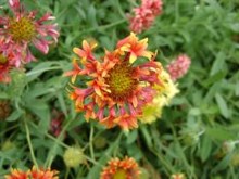 Multi petal red flower