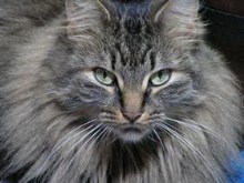 Enigmatic Scrutiny