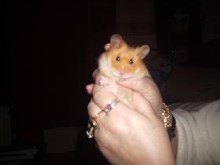 fatso the hamster
