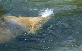 Gushing Stream