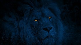 Blue Night Jungle Lion