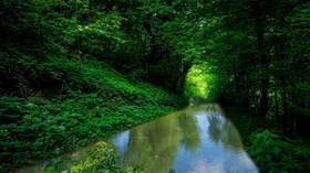 Green Forest Rain