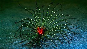 Tube Anemone at Night