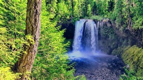 Spectacular Forest Waterfalls