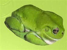 Green_Frog