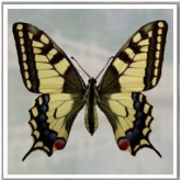 Papillion 2