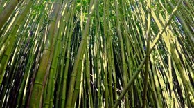 4k Hawaii Bamboo Forest