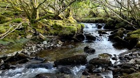 Jungle River